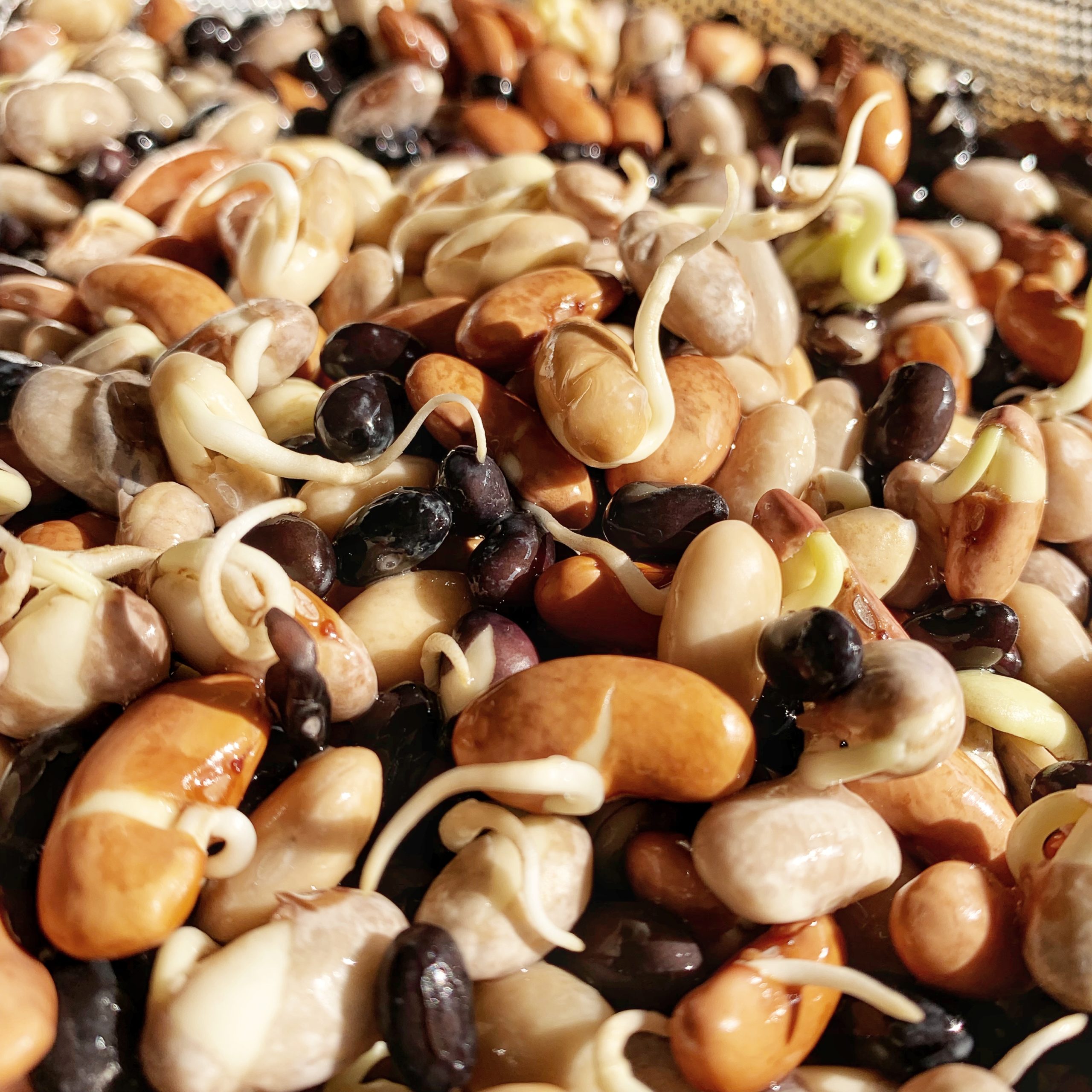 Soaking & Sprouting